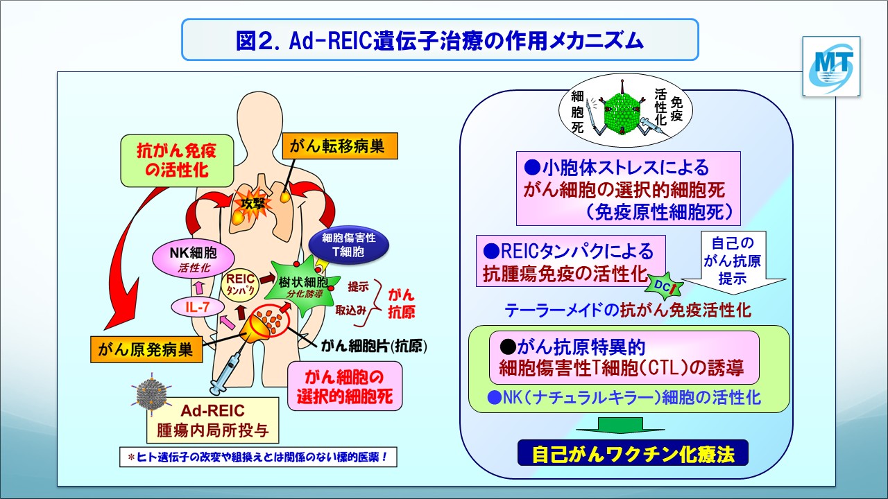 図2 Ad-REIC遺伝子治療のユニークな作用機序