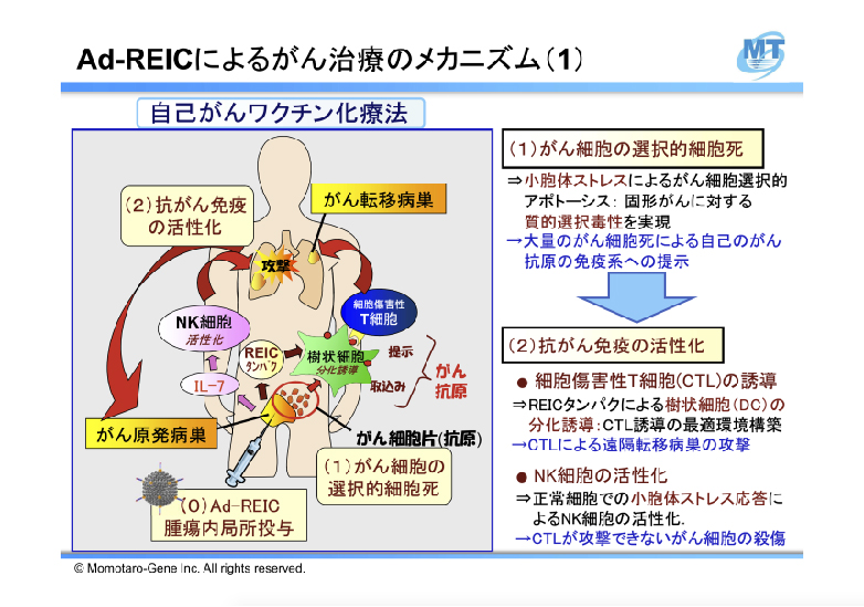 Ad-REICによるがん治療のメカニズム1