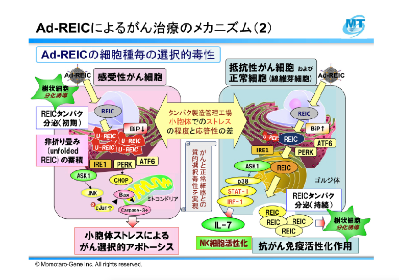 Ad-REICによるがん治療のメカニズム2