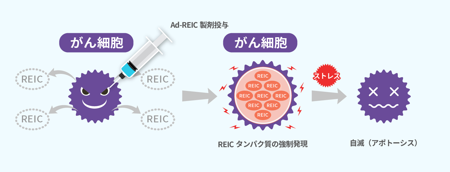 Ad-REIC製剤によるがん細胞退治のメカニズム