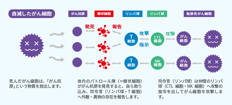 転移先がん細胞退治のメカニズム