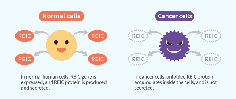 Difference between normal cells and cancer cells