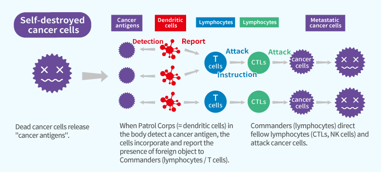 Mechanism of cell destruction of metastasized cancer cells